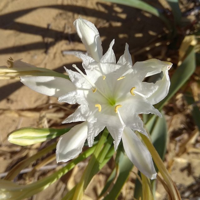 Lirio de mar o Azucena de mar (Pancratum maritimum) — Steemit