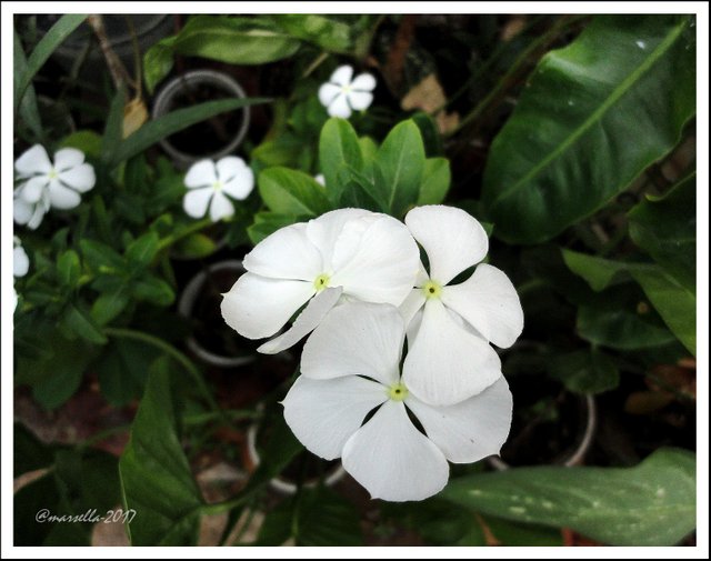Puticas Blancas - La Vicaria o Catharanthus roseus blanca — Steemit