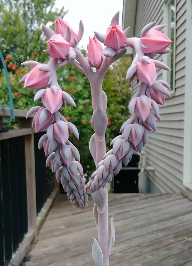 Echeveria Cheyenne () Echeveria Cheyenne
