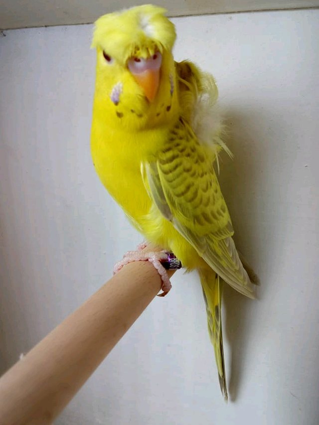 Frillback parakeets deals