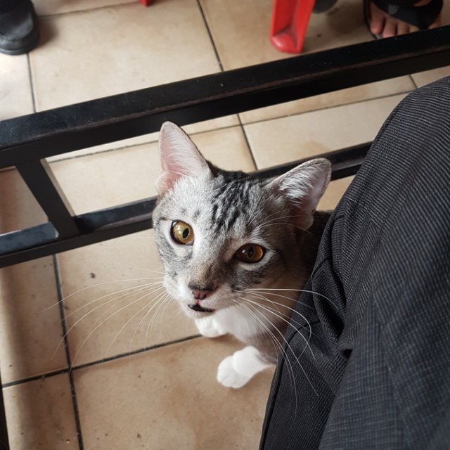 Kucing Berkeliaran di Kedai Makan u2014 Steemit