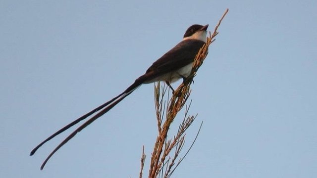Burung Ekor Panjang Kicoan Merdu Steemit