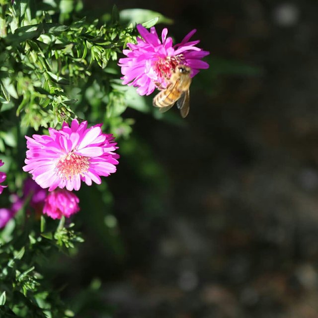 8d924445-cc86-49e0-bbd8-dd5436082377.jpeg