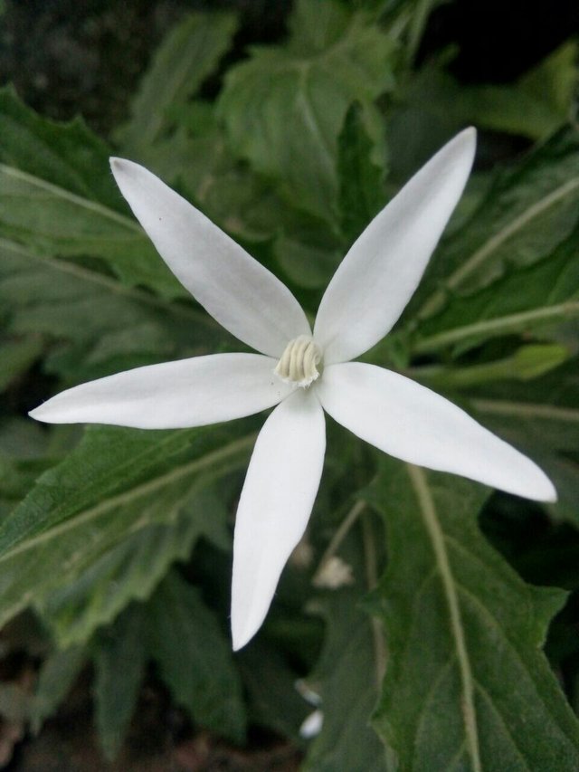 Paling Bagus 10 Bunga  Melati  Putih Disebut Dengan 