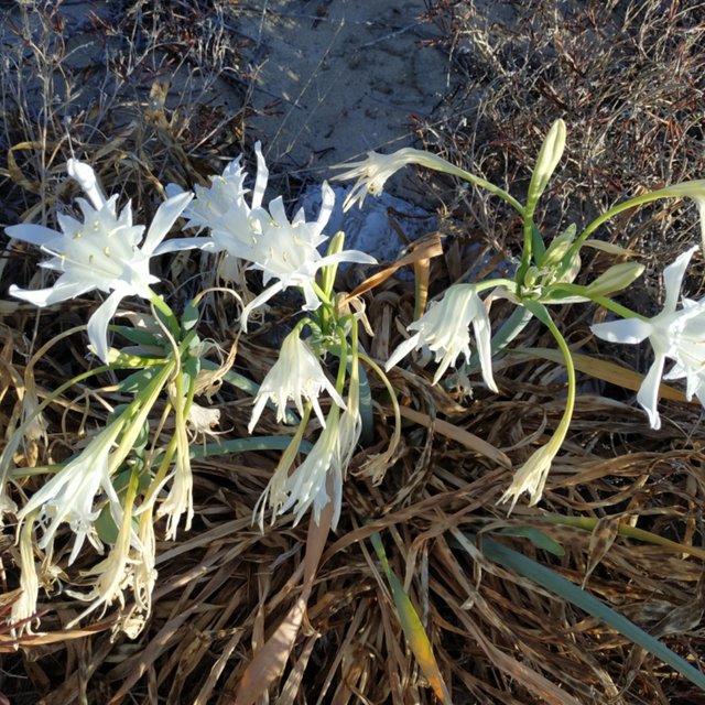 Azucena de mar (Pancratium maritimum) — Steemit