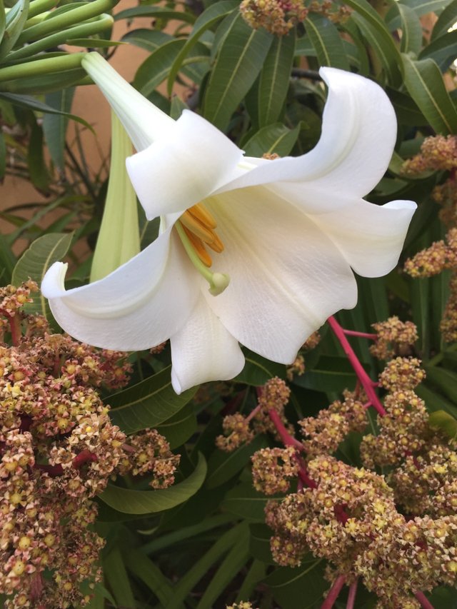 Flor de Mayo: Azucena blanca — Steemit