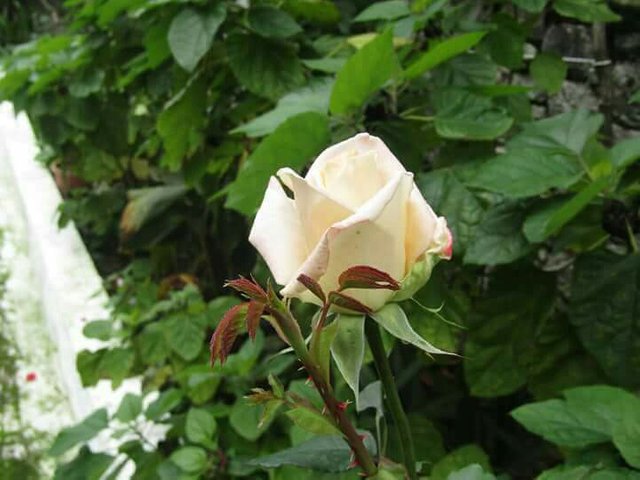 Good Morning To All With This White Rose From My Garden Steemit