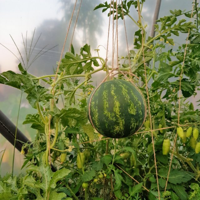 The Vertical Garden Watermelons Steemit