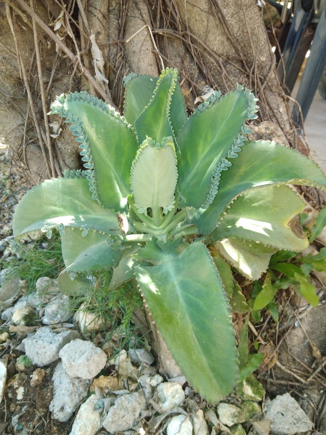 Katakataka Plant