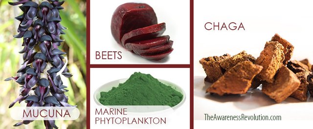 Parkinson's Protocol: mucuna, marine phytoplankton, chaga, beet root (betaine)