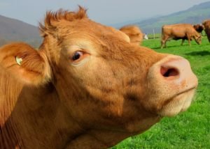 Pasture-raised Cow