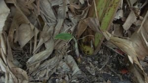 Baby Banana Tree