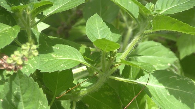 Tulsi in the garden