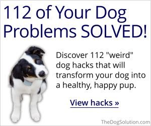 The Dog Solution