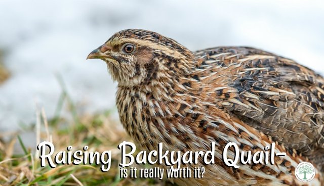Backyard quail do have a lot of drawbacks, and for some, it's just not worth the benefits. A small fortune can be spent on backyard quail cages, special waterers, hatching equipment and so on. Is the return on investment really worth the trouble? The Homesteading Hippy