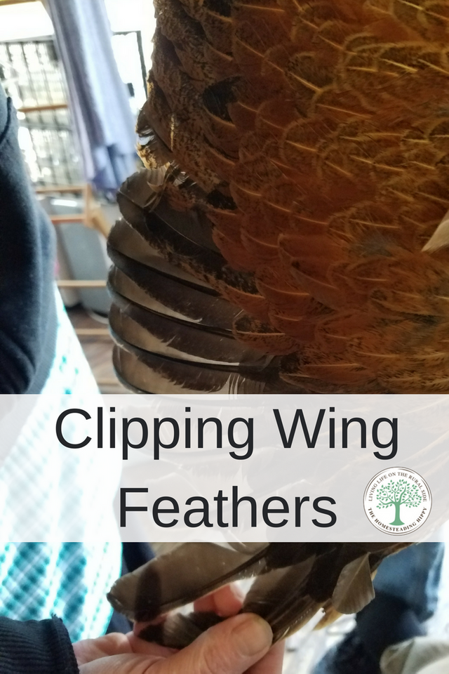 Have flighty birds that escape their pens? Learn how safely clipping chicken wings can help decrease this problem.