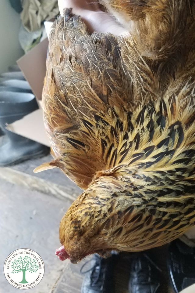 Have flighty birds that escape their pens? Learn how safely clipping chicken wings can help decrease this problem.