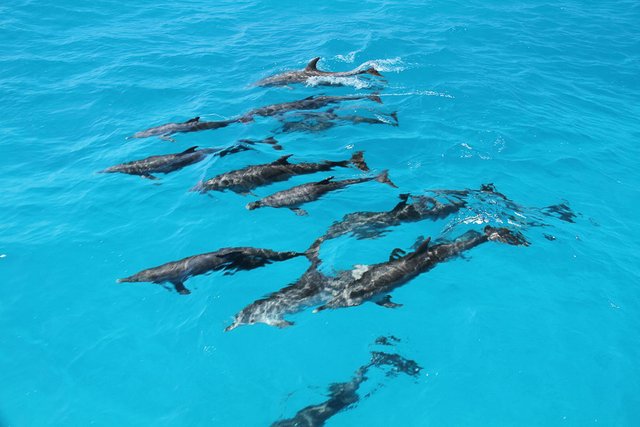 dolphin-pod-gathers