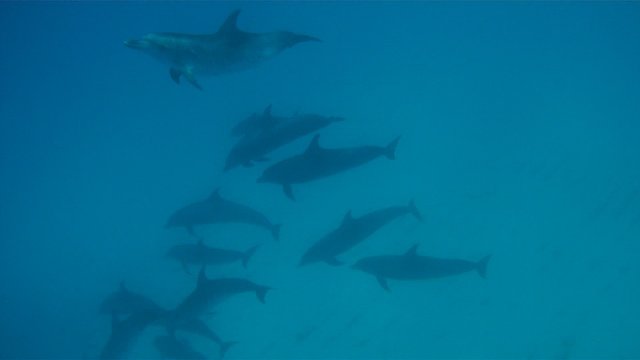 wildquest-distant-dolphins