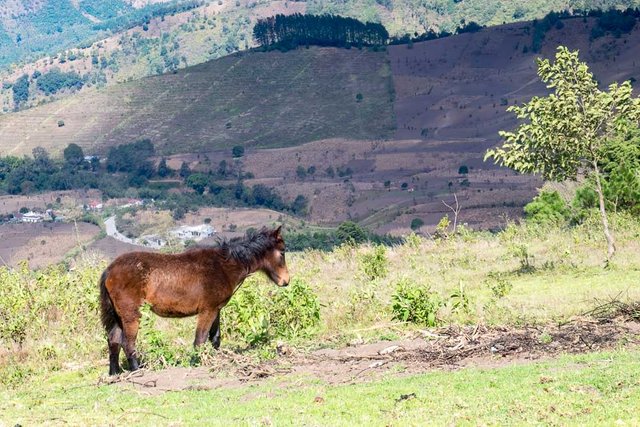 Young Pack Horse on Acatenango Volcano