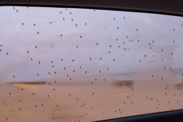 Mosquitoes on Car Window Sea Rim State Park Texas