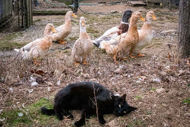 Cat with Saxony Ducks