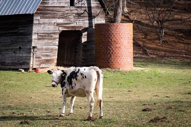 Cow Farm North Carolina
