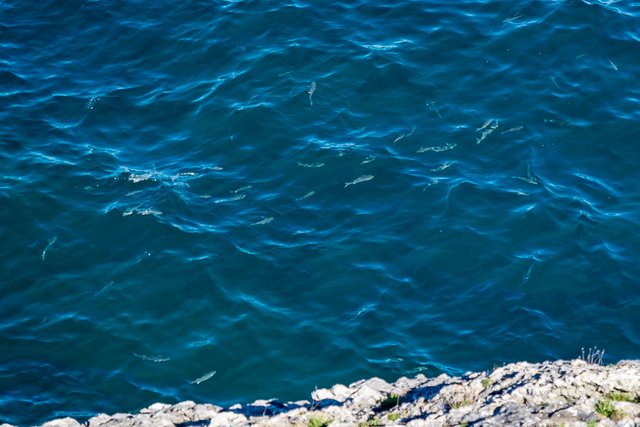 Llanes Fish