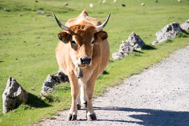 #1 Hiking with cows in Covadonga, Spain