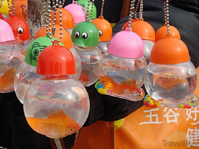 The Death of Humanity: Live animals are being sold as keychains and lucky  charms in China — Steemit