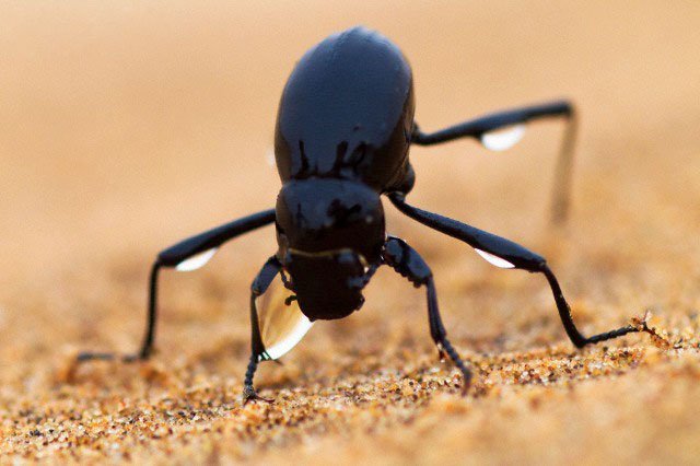 Namib Beetle Elevates Its Back To Collect Fog Water And Channel It Into   Beetle Namib Water Condensation 