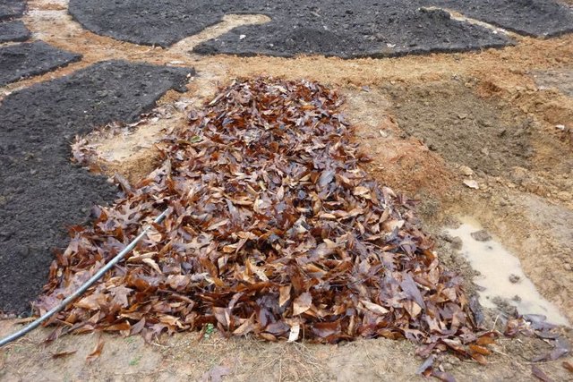 A leaf mulched bed