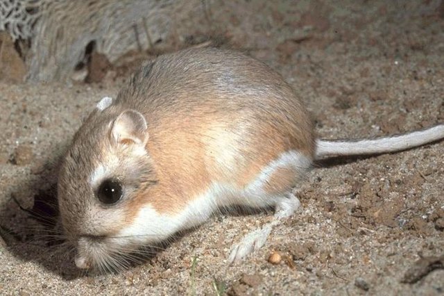 kangaroo rat