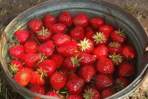 Frische Erdbeeren