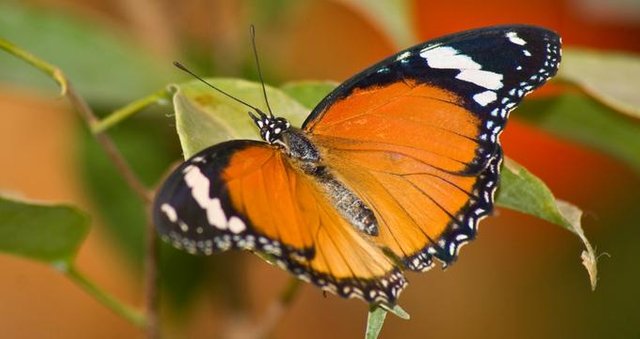 New Orleans Louisiana Audubon Butterfly Garden And Insectarium