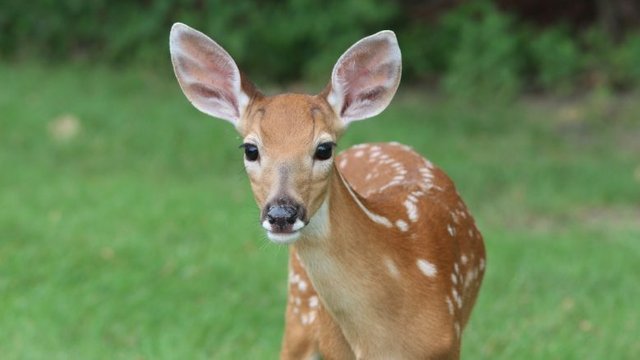 Deer Now Depopulation Guinea Pig