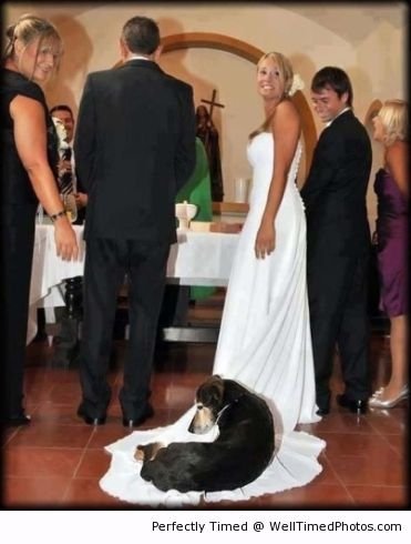 Dog knows where to rest – When the ceremony is about to begin, a dog decides its already too tired. The dress is almost like a bed and blanket in one.