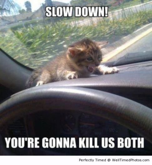 Kitty is one picky passenger – When driving on the road and having to be overly cautious on speed and turns. This may either make running errands more fun or more stressful.