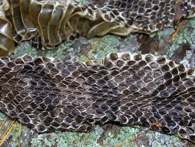 Identifying Snakes By Their Shed Skins Steemit