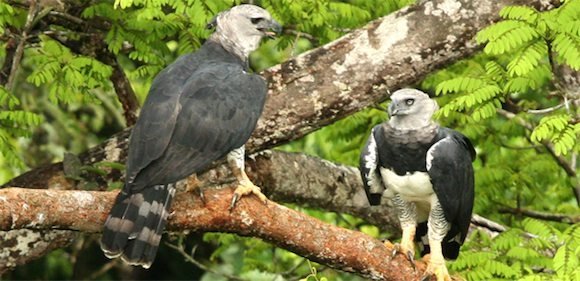 Aguila-Arpia.jpg