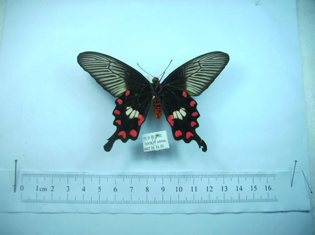蝴蝶分类档案1：凤蝶// Butterfly classification archives 1 — Steemit