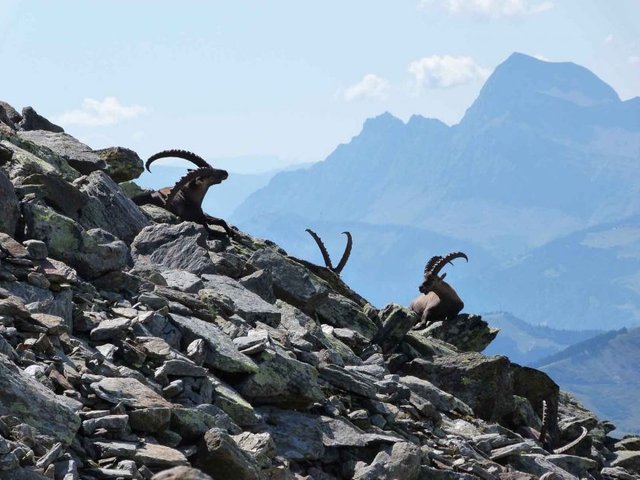 Alpine Ibex spotted at approximately 2200 m on a hike from the Bellevue plateau. 