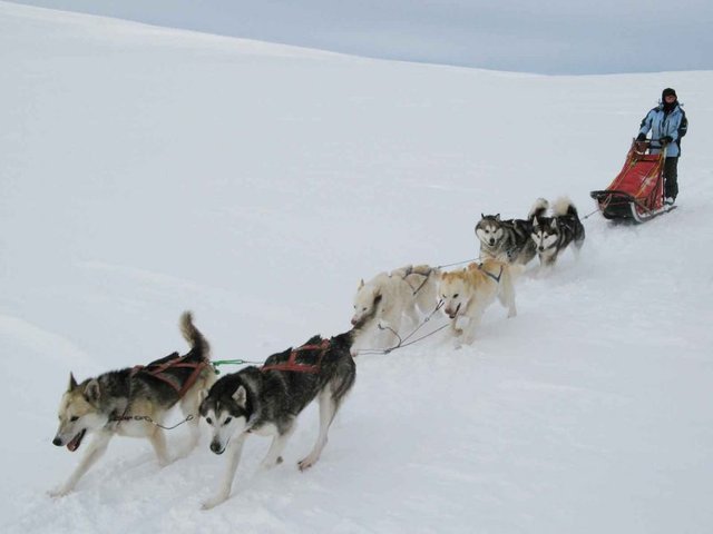 Dog sledding is a unique snowy adventure. Photo: m.prinke (Flickr) 