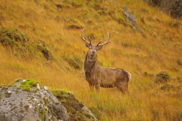 Watching red deer in the rutting season is awesome. Photo: ddh Photos (Flickr) 