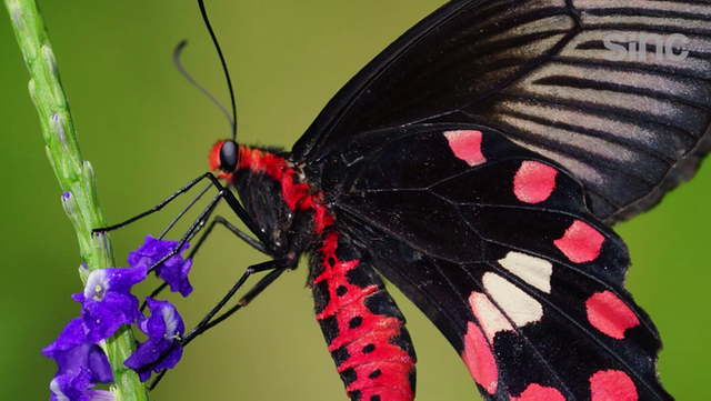 Las alas de la mariposa negra tienen el secreto para mejorar las células  solares