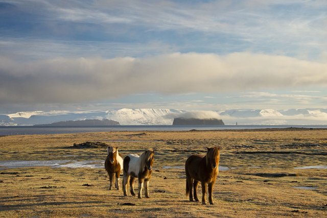 Skagafjördur fjord, Iceland