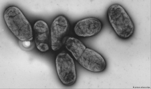 Yersinia pestis