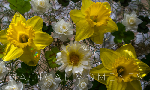 MAGICAL MOMENTS daffodil