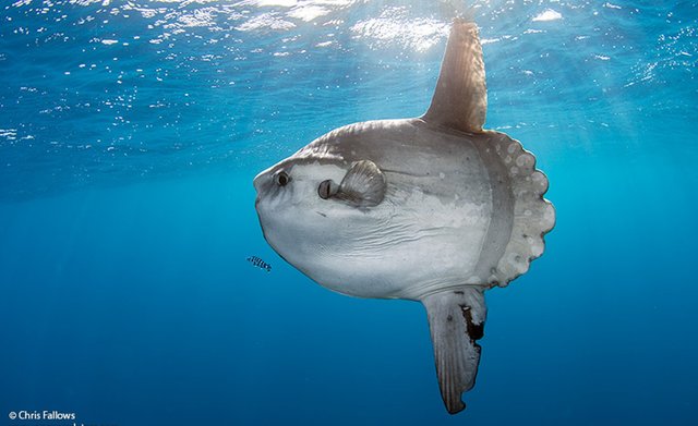 Amazing Animals #24 The Ocean Sunfish — Steemit