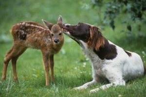 Animal love: Unlikely friendships such as this one, between a deer and dog